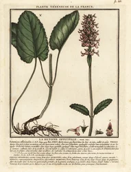Almindelig hæk, Stachys officinalis.