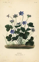 Almindelig hepatica eller leverurt, Anemone hepatica, Hepatica triloba, Hepatique