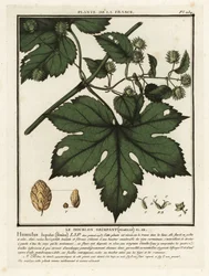 Almindelig humle, Humulus lupulus.