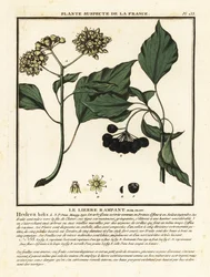 Almindelig efeu, Hedera helix
