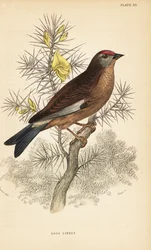 Almindelig linnet, Linaria cannabina, anbragt på en gren.1889 (gravering)