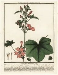 Almindelig malva, Malva sylvestris.