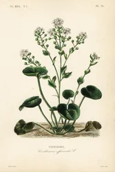 Almindelig skørbug eller skeurt, Cochlearia officinalis, Cochlearia