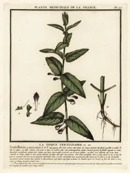 Almindelig kalot, Scutellaria galericulata.