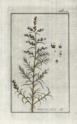 Almindelig soda (Salsola soda). Litografi fra "Afbeelding der Artseny-Gewassen" af Johannes Zorn (1739-1799), Holland