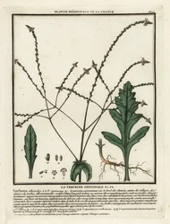 Almindelig vervain, Verbena officinalis.