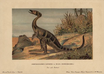 Compsognathus longipes, en slægt af små tobenede dinosaurer fra juratidens kødædende dyr. Kromolitografi af F. John (serie af forhistoriske dyr fra Reichardt Cocoa Company), oprindeligt udgivet i "Animals of the Prehistoric World".