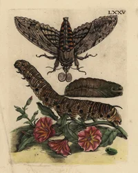 Convolvulus høgmøl, Agrius convolvuli, larve og puppe med markbinde, Convolvulus arvensis LXXV