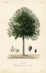 Copaiba træ, Copaifera officinalis, Copahu