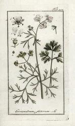 Koriander (Coriandrum sativum). Litografi fra "Afbeelding der Artseny-Gewassen" af Johannes Zorn (1739-1799), Holland