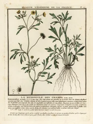 Majssmørblomst, Ranunculus arvensis.