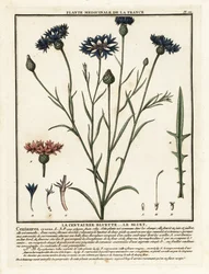 Kornblomst, en cyanus-afgrøde.