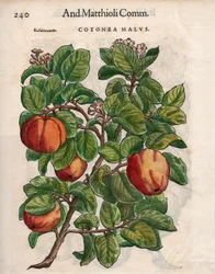 Cotonea Malvs. fra Pietro Andrea Mattiolis 