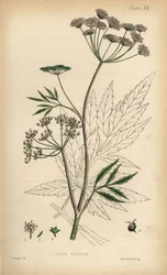 Kæruld eller vandpest, Cicuta virosa. Håndkoloreret litografi af Henry Sowerby fra Edward Hamiltons Flora Homeopathica, Bailliere, London.