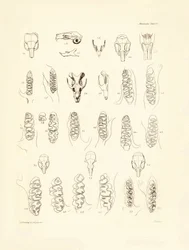Traner og tænder fra forskellige gnavere beskrevet af Charles Darwin under hans opdagelsesrejse om bord på Beagle. Planche fra "The Zoology of the voyage of H.M.S. Beagle under the command of Captain Fitzroy during the years 1832 to 1836 edited and sup