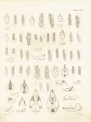 Traner og tænder fra forskellige gnavere beskrevet af Charles Darwin under hans opdagelsesrejse om bord på Beagle. Planche fra "The Zoology of the voyage of H.M.S. Beagle under the command of Captain Fitzroy during the years 1832 to 1836 edited and sup