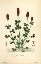 Crimson kløver eller italiensk kløver, Trifolium incarnatum, Trefle inkarneret