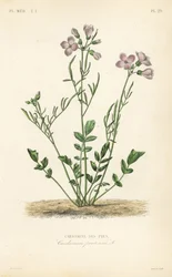 Gøgeblomst, Cardamine pratensis, Cardamine des pres