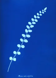 Cyanotype af britisk bregne