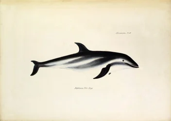Delphinus Fitz-Royi, sort delfin eller Fitzroy, opkaldt efter kaptajn Robert Fitzroy fra Beagle. Tavle fra “Zoologien på H.M.S. Beagles rejse”, beskrevet af John Gould, med bemærkninger om deres vaner af Charles Darwin