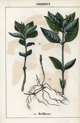 Beskrivelse af den enårige mercuriale, plantens blomster, frugter og rødder.