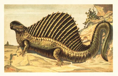 Dimetrodon limbatus med sin karakteristiske neurale rygsøjle sejler på den1908 (litografi)