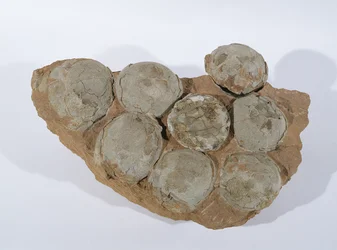 Dinosauræg, fundet i Henan-provinsen, Kina, øvre kridtperiode (foto)