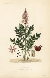 Dittany, Dictamnus albus, Dictame blanc