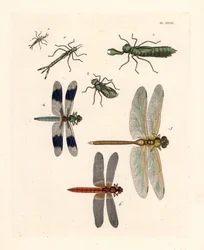Guldsmedelarver 1, 2, 3, almindelig hvidhaleguldsmed, Libellula lydia 4, grøn kejserguldsmed, Anax junius 5, og skarlagenrød eller karminrød guldsmed, Crocothemis servilia 6. Håndkoloreret litografi fra John O. Westwoods nye udgave af Dru Drurys