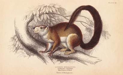 Duvaucels egern, Sciurus hypoleucus. Indisk kæmpeegern Fra et eksemplar i Prins Maximilian fra Wied-Neuwied Museum. Håndkoloreret stålstik af Lizars efter en illustration af Charles Hamilton Smith fra William Jardine