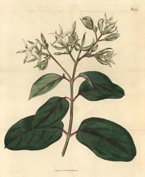Echite - Kamettia caryophyllata (nellike-duftende echites, Echites caryophyllata). Håndkoloreret botanisk stik fra John Sims