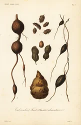 Spiselige knolde og frugt, spiselige knolde