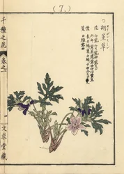 Eizan sumire guld eizan violet, Viola eizanensis. Håndkoloreret træsnit af Kono Bairei fra Senshu no Hana (Tusind forskellige blomster), Bunkyudo, Kyoto.