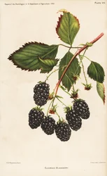 Eldorado brombær, Rubus fruticosus. Kromolitografi af Hoen efter en botanisk illustration af D.G. Passmore fra Report of the Pomologist, US Department of Agriculture.