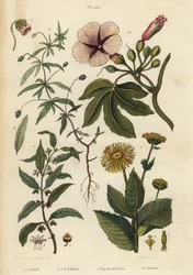 Elecampane, Inula helenium 1-3, grøn viol, Hybanthus arter Ionidium polygalifolium 4-6, ipecacuanha, Carapichea ipecacuanha 7-9, og morgenfrue, Ipomoea insignis 10