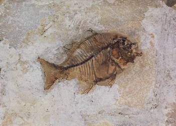 Ephippus oblongus (Fish Fossil) fundet ved Monte Bolca, nær Verona, Italien, Eocæn Periode (fossil)