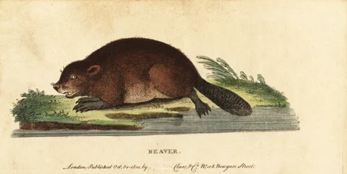 Eurasisk bæver, Castor fiber., 1800 (gravering)