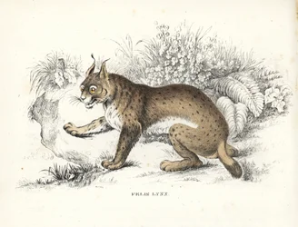 Eurasisk los, Lynx lynx (Felis lynx). Håndkoloreret litografi fra Georg Friedrich Treitschkes naturhistoriske galleri, Naturhistorischer Bildersaal des Thierreiches, Liepzig-1842.