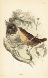 Græssmutte, Troglodytes troglodytes.1889 (gravering)