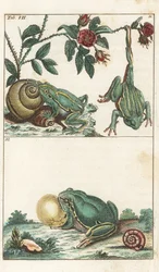 Europæiske og italienske frøer - stærkt vand af Gottlieb Tobias Wilhelm (1758-1811), fra Encyclopedia of Natural History: Amfibier