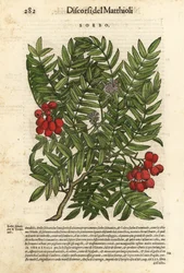 Europæisk rønnetræ, Sorbus aucuparia. Håndkoloreret træsnit af Wolfgang Meyerpick efter en illustration af Giorgio Liberale fra Pietro Andrea Mattiolis Discorsi di P.A. Matthioli ne i sei libri della Materia Medicinale di Pedacio Dioscoride Anaza.