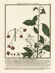 Europæisk spindel, Euonymus europaeus.