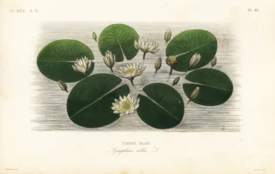 Europæisk hvid åkande, Nymphaea alba, Nymphea blanc