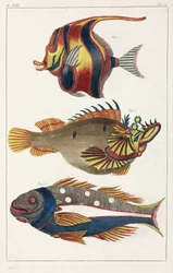 Eksotisk fisk fra Molukkerne