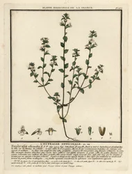 Øjentrøst, Euphrasia rostkoviana.