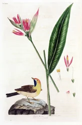 Falsk Paradisfugl-blomst og vipstjert (Bergeronnettes eller Motacilla thoracica, Heliconia marantifolia eller Heliconia hirsuta).
