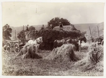 Landbrugsscener, høst og opbevaring, høst før 1900, c 1890