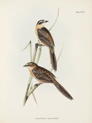 Finker, c 1832-1836