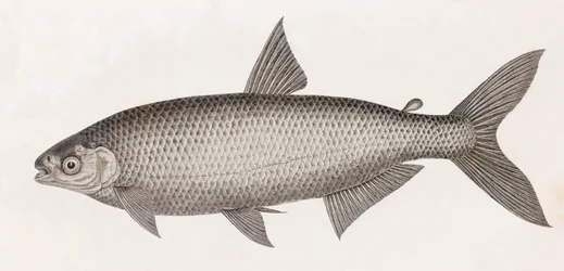 Fisk: Le Characin