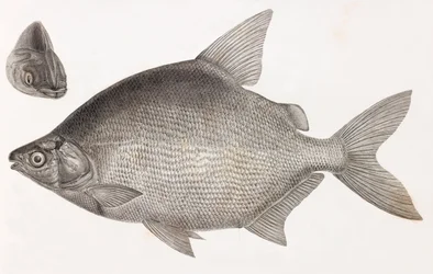 Fisk: Le Serrasalme Citharine
